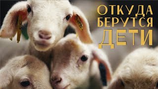 От 2 Овец до Стада за Год | Экскурсия по ферме