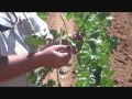 estimating the vegetative reproductive balance in cotton iii. nodes above white flower