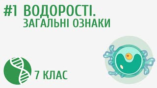 Водорості. Загальні ознаки #1