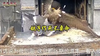 鸽子作死闯入游隼家中。@动物世界