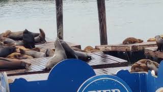 旧金山39号码头的海狮。Sea lion in PIER 39, San Francisco .