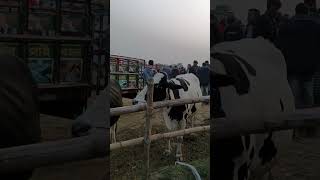 #foryou #shorts #reels #funny #subscribe #viralvideo #trending #viral #vlog #short #song #fyp #new