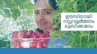 Lubika aka lovlolikka |Runeala Plum| Cultivation tips|Indian coffee plum|Loobikka|Lololikka