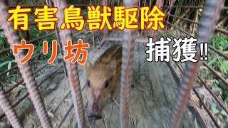 『有害鳥獣駆除』　今季初のウリ坊捕獲と大きい箱罠のイノシシの様子　イノシシの大きさによって警戒度は上がります。