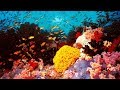 Famous Places to Visit : Great Barrier Reef, Australia