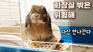 토끼에게 세상 무서움을 느끼게 해줬습니다 / I made the bunny Brownie feel scared of the world today.