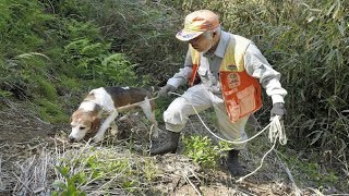 静岡・藤枝：イノシシ捕獲作業に同行ルポ　農林作物被害 |  NEWS