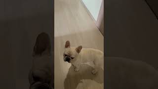 찰리 베프니까 형아가 닦아 주세요 🤣🤣 형아~ 힘들어요? | 프렌치불독 | 귀여워 #frenchbulldog #형아 #고마워요 #오늘 #일상