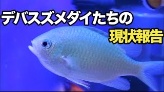 デバスズメダイたちの現状報告【海水魚水槽】