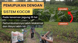 Pupuk Pertama pada Jagung dengan Teknik Kocor Usia 15hst