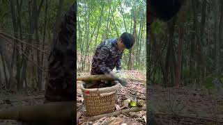 Cutting giant Bamboo shoots #bamboo #shorts