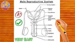 How to Draw Male Reproductive System | Step by Step | Very Easy | Reproduction Diagram biology |