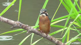 H0218　大分川　雨の日　カワセミ　Oita River　Rainy Day　Kingfisher