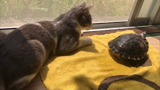 卒寿のカメと子猫が仲良く日向ぼっこする姿が可愛い‼︎ Healing videos of turtles and kittens