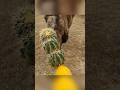 camel eating cactuses and lemon