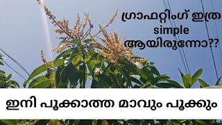 ഗ്രാഫറ്റിംഗ് എങ്ങനെ ചെയ്യാം/ഇനി പൂക്കാത്ത മാവും പൂക്കും/grafting in malayalam