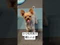 冬でもお散歩大好きヨーキー　 ヨーキー yorkie yorkshire shorts 癒し お散歩 dog 犬