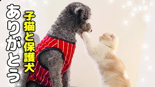 保護犬が子猫に見せた優しさに涙が止まらない...