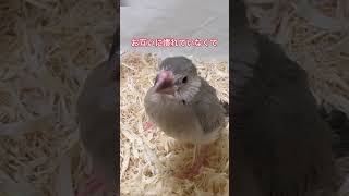 運命の出会い　私の文鳥ライフの始まりです♪ #癒し #文鳥 #かわいい #可愛い小鳥 #文鳥かわいい