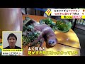 なまけすぎるナマケモノ　なぜ木に登らず 実は...