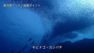 本土最南端！黒潮にのってくる坊津の魚達