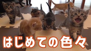 面白い事さがし子猫6匹のはじめての散歩｜生後たったの１ヶ月