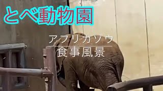 アフリカゾウ🌈食事風景　とべ動物園にて