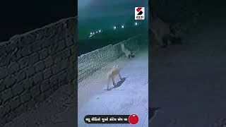 ગીરના રાજા Lion નીકળ્યા શિકાર પર, રાજુલાના ગામમાં CCTVમાં થયા કેદ