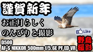 【野鳥撮影】今年の初撮(鳥)りはのんびりと。D500×500mm f/5.6E