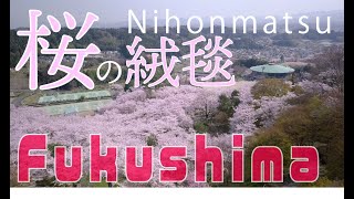 【4K】【ドローン空中散歩】霞ヶ城公園の桜（日本100名城）