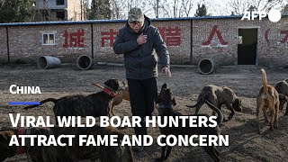 China wildlife bounty hunters take their boar war online | AFP