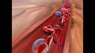 生产的红血细胞三维立体动画演示  #人体解剖学 3D animation of red blood cells produced #HumanAnatomy