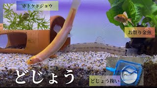 －ドジョウ水槽－金魚すくいの琉金－川でガサガザ－子どもたちのドジョウ掬いー