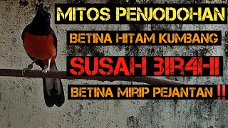 Fakta penjodohan betina hitam kumbang‼️apakah benar mitos susah berjodoh❓apa penyebabnya❓pola makan❗