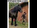 Самая большая лошадь в мире🐴 🐎