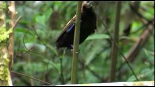 West Papua, Waigeo island and Arfakmountains Birds of Paradise.