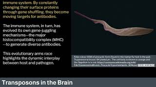 6. Human Behavioral Biology: Molecular Behavior Genetics 2 by Robert Sapolsky