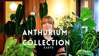 My Anthurium Collection & How I grow high humidity plants in low humidity!