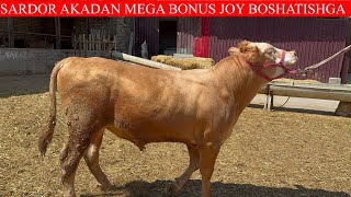 SARDOR AKANI MEGA BONUS JOY BOSHATISHGA NARXLARNI ARZONLATIB YUBORDI