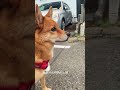 元野犬のチャチャ シニア だよ🦊✨　　平凡な日常に走る緊張感