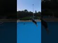 splashdiving sindelfingen 10m tower trampdiving double half fliffis