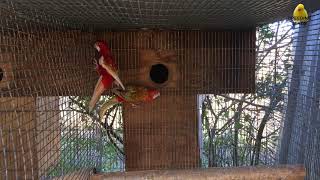 Red Rosella Mutations Golden Mantel Rosella