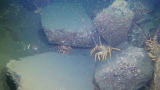 Derwent River crayfish Tasmania