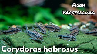 Marmorierter Zwergpanzerwels (Corydoras habrosus) | Liquid Nature Fisch Vorstellung