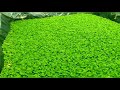 1000 water cabbage☘️ ആഫ്രിക്കൻ പായൽ 😱