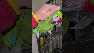 My military macaw parrot is asking scratches tonight! Loving it when he wanted some attention #pets