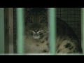 スウェーデンからメスのユキヒョウが来園 札幌市円山動物園 ~snow leopard