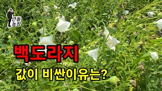 백도라지 재배 방법.