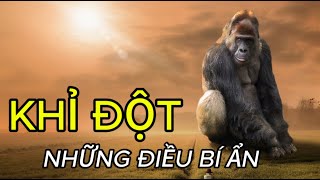 “KHỈ ĐỘT ” BÍ ẨN ĐỜI SỐNG HOANG DÃ #matmathiennhien #thegioihoangda #khidot #viralvideo