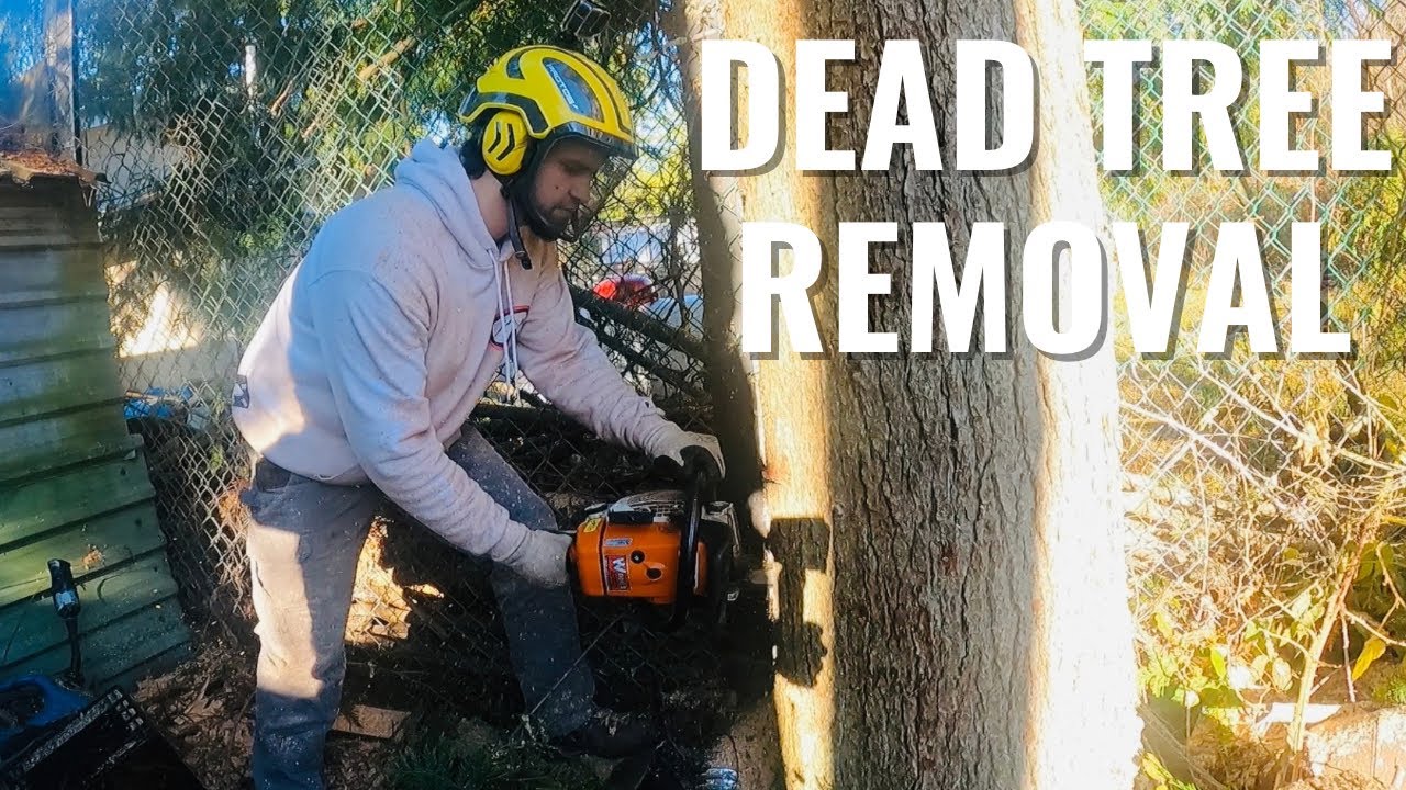 Dead Tree Removal Youtube